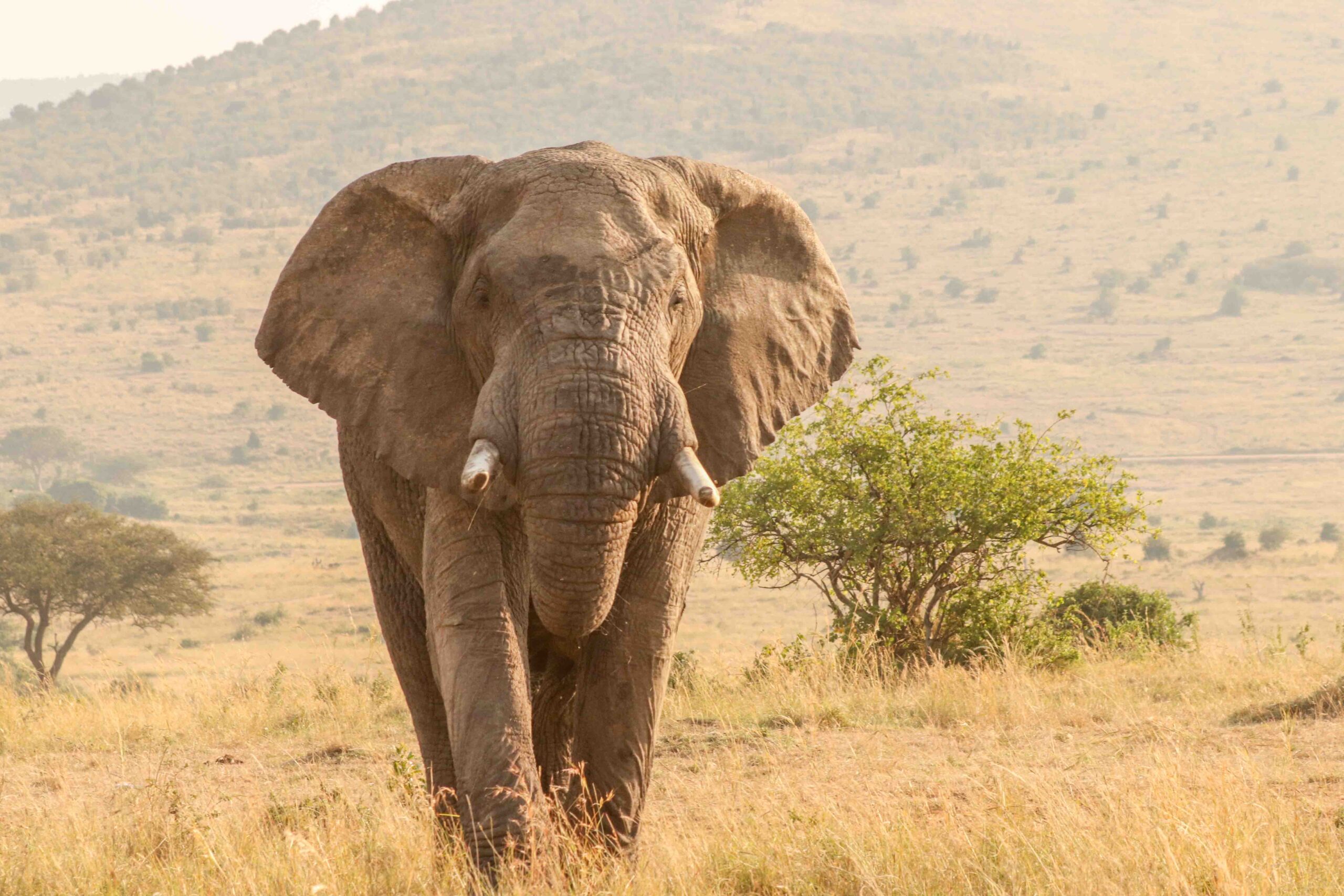 Elephant-bull-walking-Kenya-Shidovu-Adventures