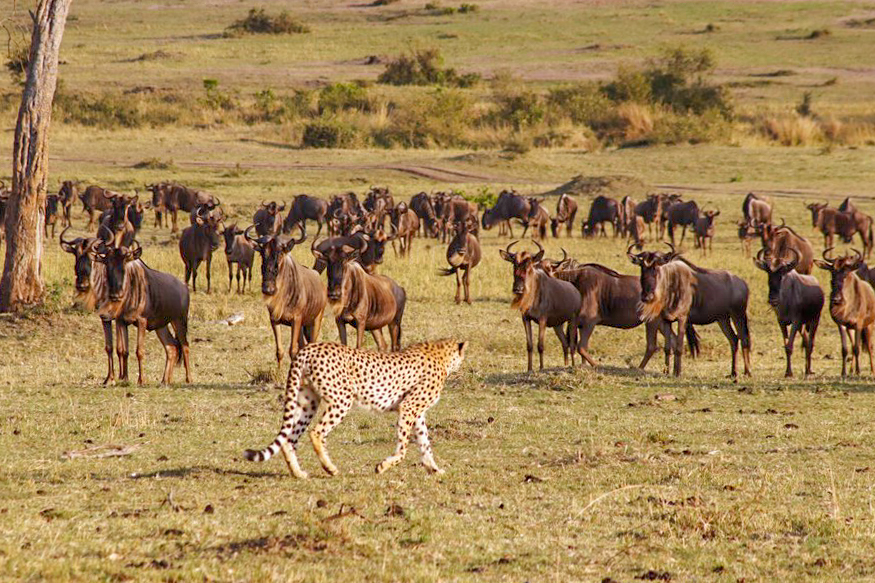 cheetah-chasing-wildebeest-migration-Kenya-Shidovu-Adventure