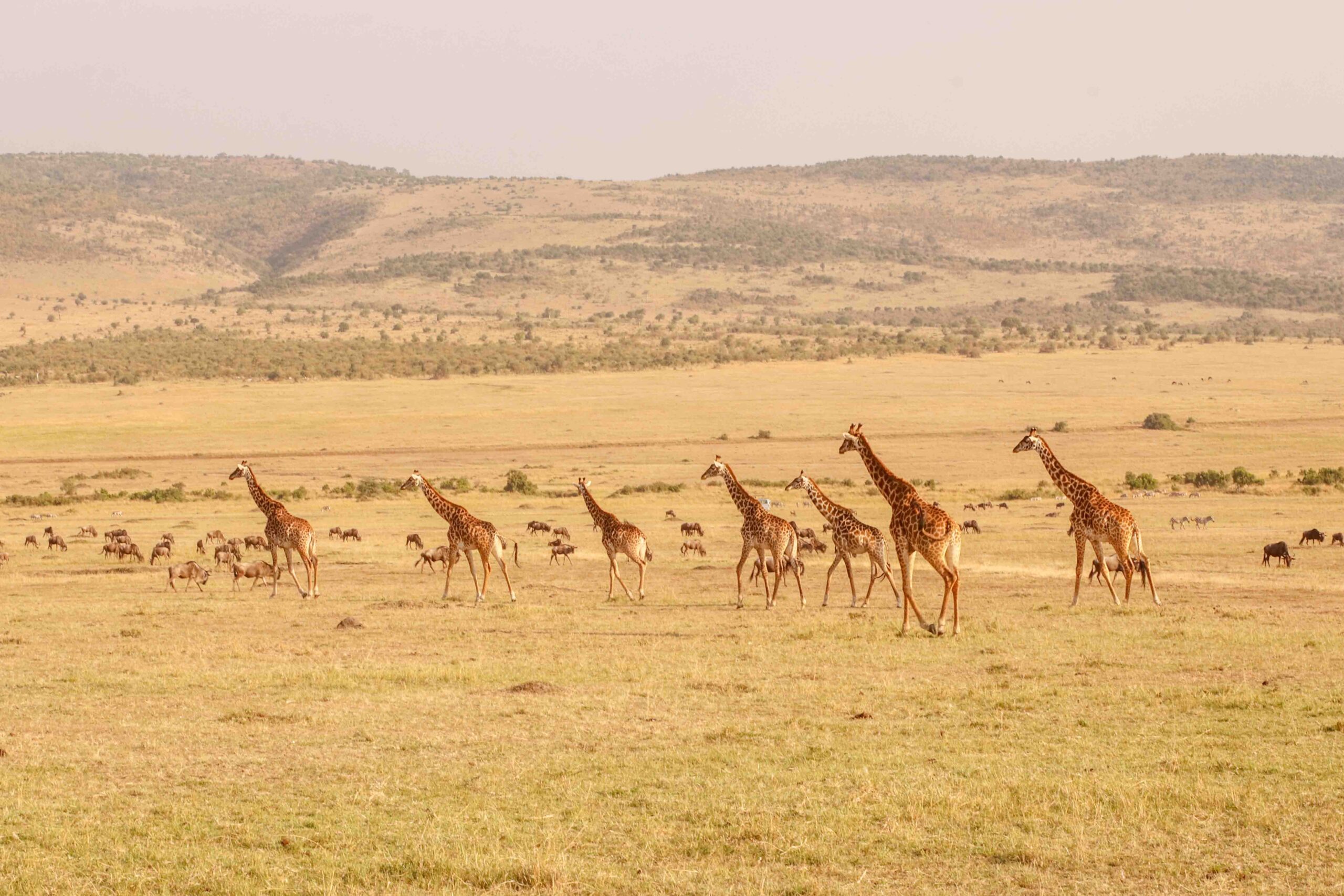 giraffe-walking-masai-mara-safari-Kenya-Shidovu-Adventures