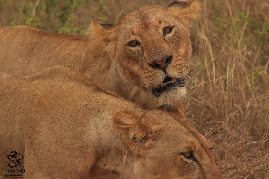 lioness-masai-mara-safari-Kenya-Shidovu-Adventures